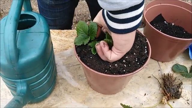 Клубника Альбион на подоконнике (Часть 1) смотреть онлайн