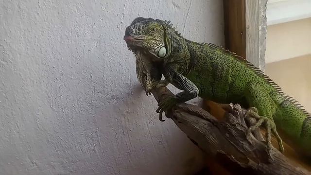 Кормлю зеленую игуану одуванчиками смотреть онлайн