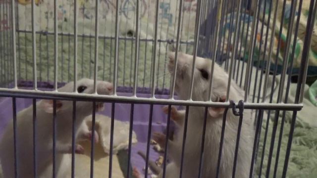 Крысы боксируют...Взрослый крыс-самец сдался. Новичок Петя доминирует.. смотреть онлайн