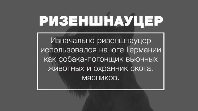 РИЗЕНШНАУЦЕР. Большой шнауцер. смотреть онлайн