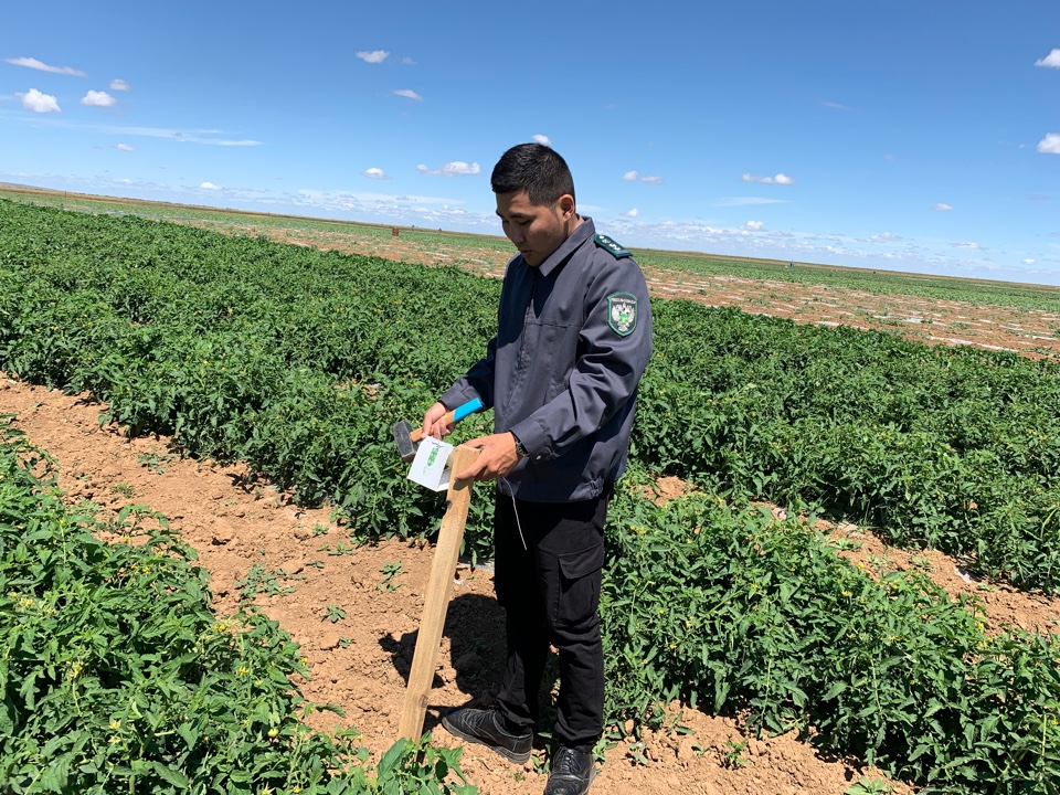 В Калмыкии установят более 1600 феромонных ловушек для карантинных вредителей смотреть онлайн