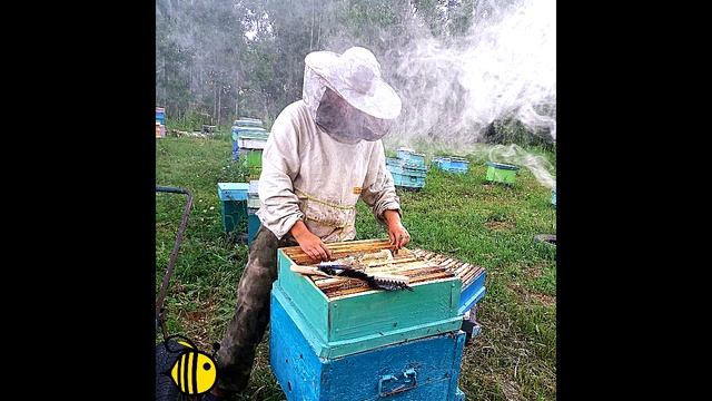 Золотой запас пчеловода - сушь. Как ее увеличить и как не потерять время во время откачивания смотреть онлайн