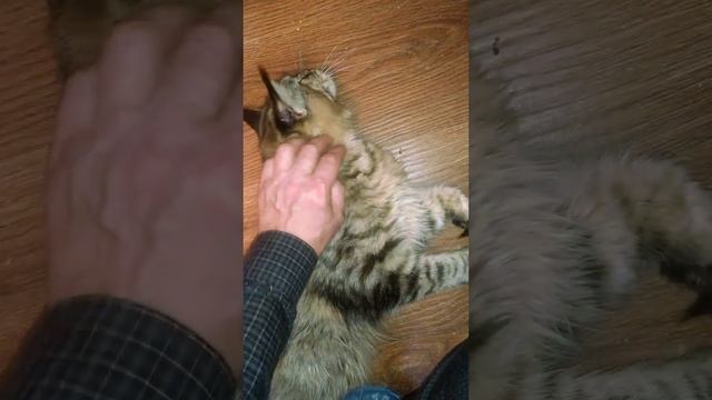 Это любовь. Как выглядит очень крупная кошечка Мейн кун дикого окраса Тэбби смотреть онлайн