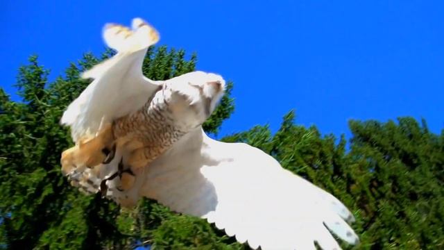 Красивые птицы поют в лесу, музыка лечит стресс и тревогу, музыка исцеляет смотреть онлайн