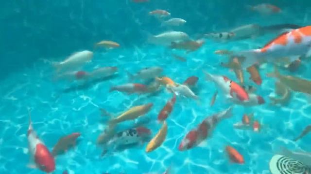 Карпы кои Ташкент часть 3 смотреть онлайн