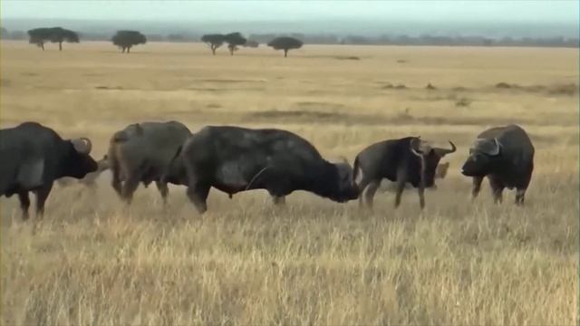 Посмотрите, На Что Способен Самый Мощный Бык в Мире