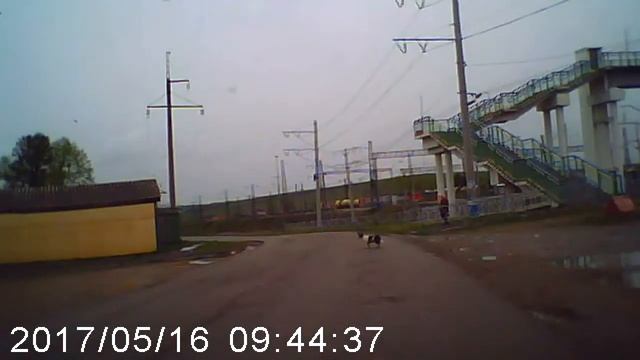 dog) смотреть онлайн