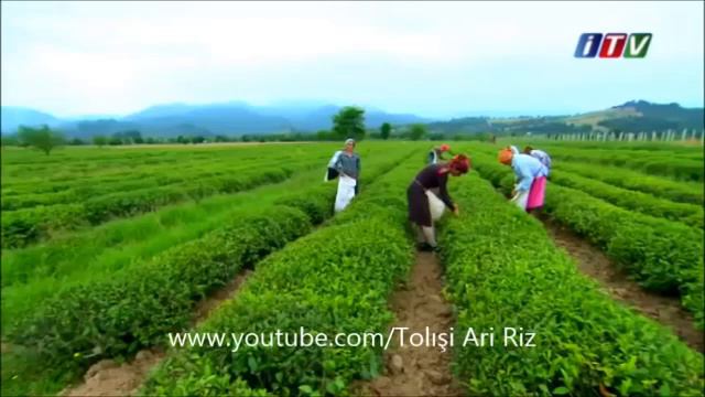 Tolışə nəğmə Talış mahnısı Талышская песня Xanima kina Faxraddin Mammadov смотреть онлайн