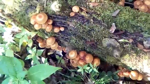 Опята... Чеховский район... смотреть онлайн