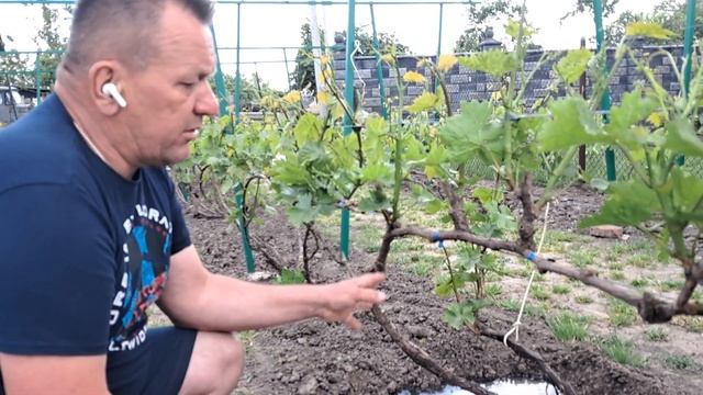 Полив винограду у засушливий період. Травень Сезон 2023. смотреть онлайн