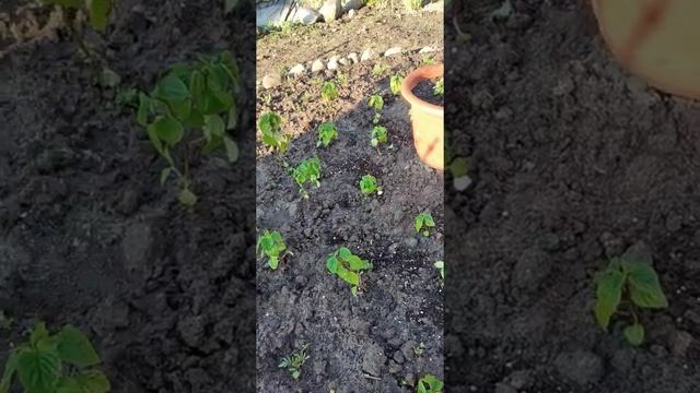 Какие ещё однолетники в моём саду.