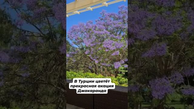 Необычная акация Джакаранда в турецком отеле Akka Antedon 5* смотреть онлайн