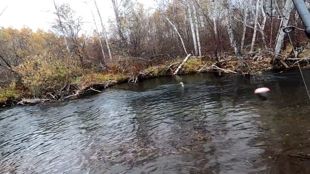 Рыбалка ОСЕНЬЮ-Ловля хариуса в ОКТЯБРЕ/Начали проскакивать КРУПНЫЕ!/Зеленка РУЛИТ! смотреть онлайн