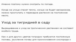 Тигридия. Агротехника выращивания тигридии в открытом грунте