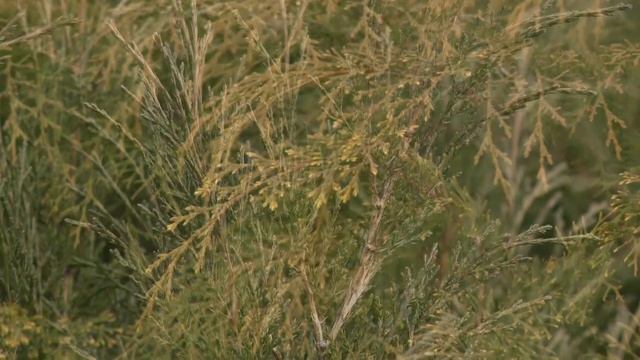 Можжевельник казацкий // открытый грунт Ботанического сада СПбГУ смотреть онлайн