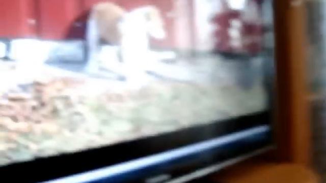 Собачий разговор. смотреть онлайн
