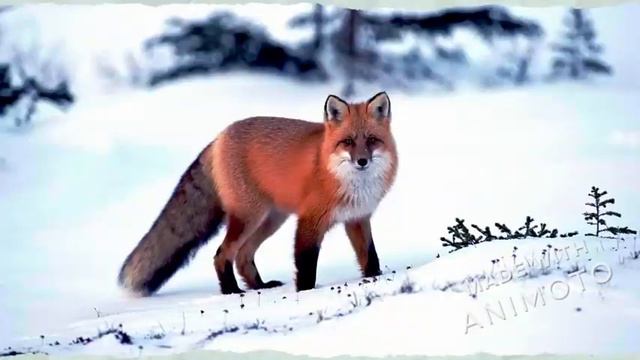 дикие животные (9 животных) смотреть онлайн