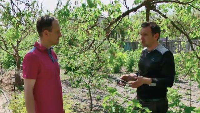 Обрезка деревьев весной. Органический сад Дениса Оскаленко смотреть онлайн