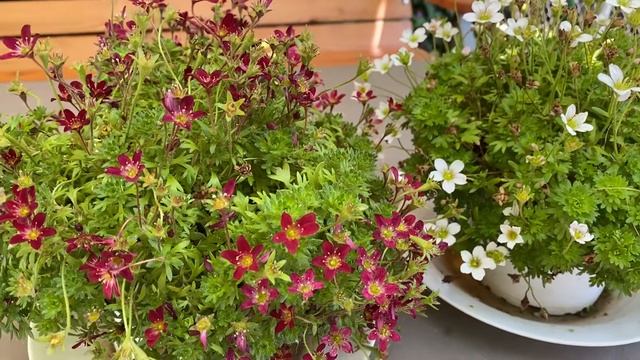 |НАШИТЕ ЦВЕТЯ| Саксифрага