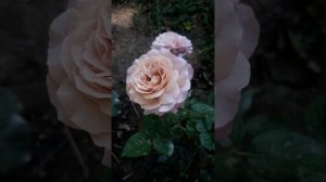 Роза блю Гёрл