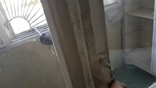 Голубь не улетает смотреть онлайн