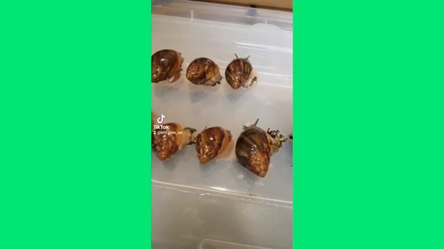 Как содержать улиток? | Яйца улиток | Snails for you смотреть онлайн