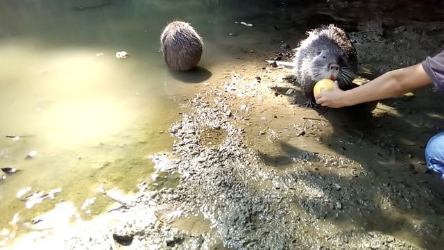 #Ондатры что они едят? #Дендрарий #Сочи смотреть онлайн