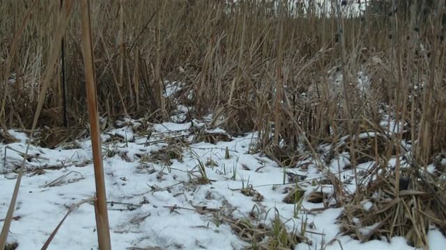 Старо Новогодний крапивник смотреть онлайн