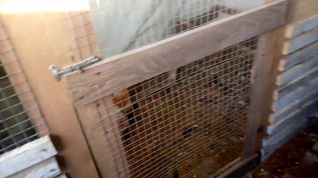 На завтрак пророщенный ячмень для наших пернатых 🐓🐔🦆 смотреть онлайн