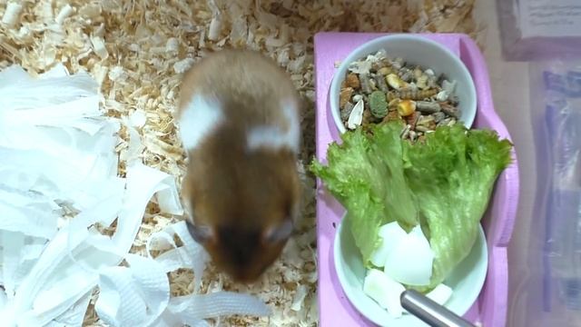 Хомяк Стрелка / СПАСЕНИЕ ХОМКИ / Alisa Easy Pets смотреть онлайн