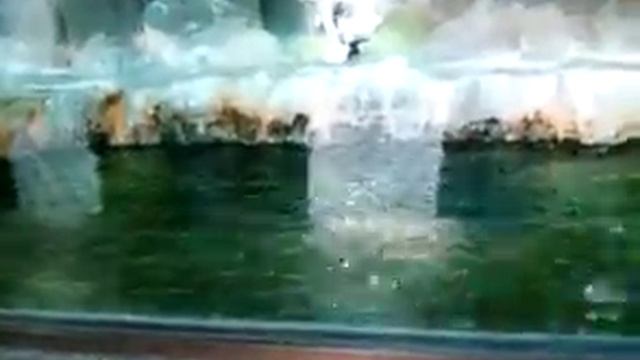 Часть первая "Обзор Животных" Пингвины в Москве смотреть онлайн