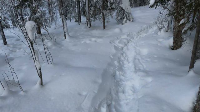 4k Walk in the winter forest Зимний лес 走在冬天的森林里 смотреть онлайн