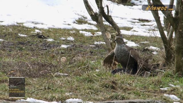Birdwatching: Eurasian Sparrowhawk [Accipiter Nisus] смотреть онлайн