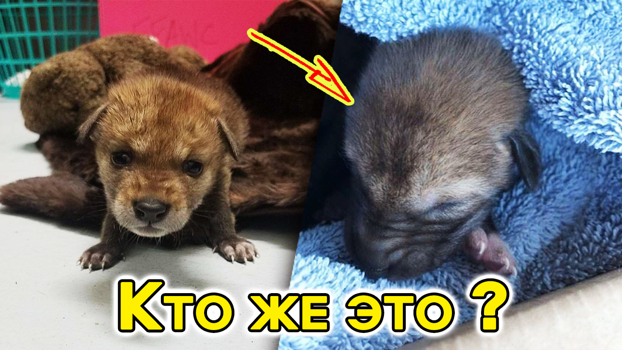 Одинокий щенок в горах был спасен случайным прохожим. Но оказалась что это не совсем собака. смотреть онлайн