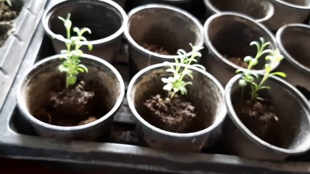 Лаванда сорт Хемус. Характеристики, посадка, уход. смотреть онлайн