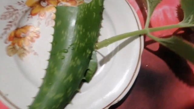 АЛОЯ интересные свойства  для размножения цветов