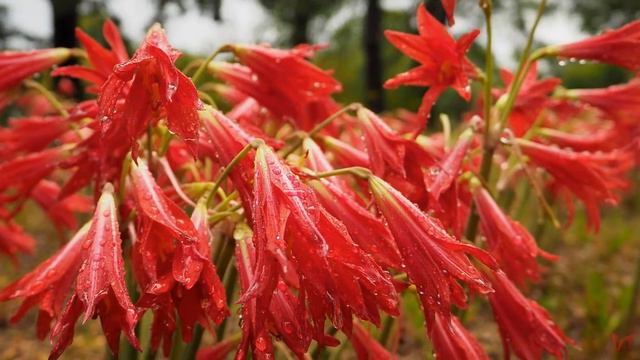 Родофиала (Rhodophiala) смотреть онлайн