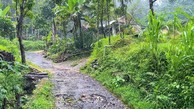 Rain In Rural Indonesia||a Perfect Place To Live||so Relaxing