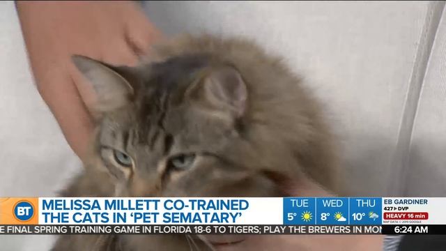 Training the zombie cats in 'Pet Sematary' смотреть онлайн