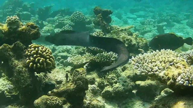 Maldives Diving HD - Chaaya Reef, Ellaidhoo - Diving Holiday 2013 - North Ari Atoll смотреть онлайн