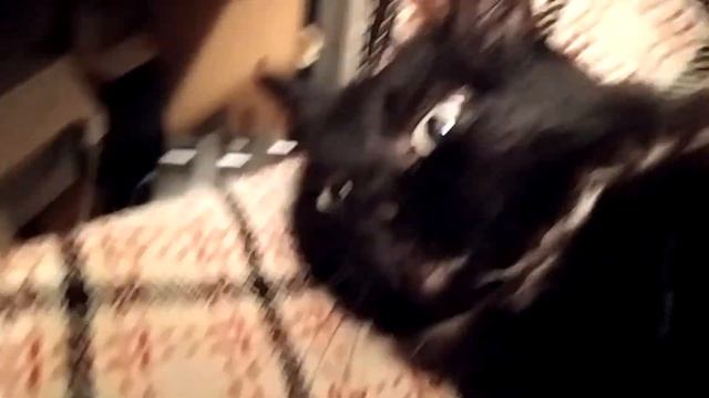 Белка-чернобурка но не Белка смотреть онлайн