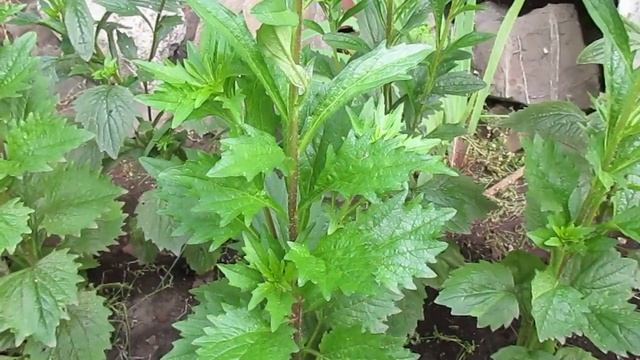 Астры болеют.Чем лечить? смотреть онлайн