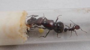 САМЫЕ БОЛЬШИЕ МУРАВЬИ - Messor cephalotes