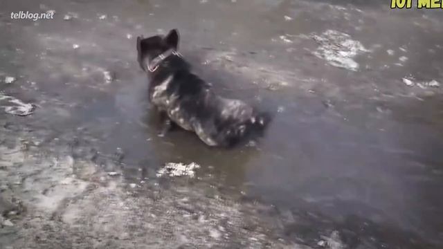 ЗАВОДИТЬ ПИТОМЦА vs НЕ ЗАВОДИТЬ смотреть онлайн