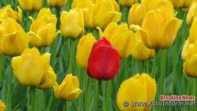У #Кропивницькому розквітло «море» тюльпанів смотреть онлайн