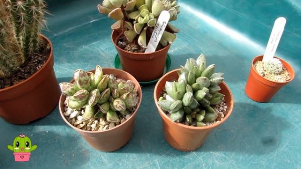Cactus & Succulent Plant Haul from our Cactus & Succulent Society | Cactus Shopping #cactus #cacti