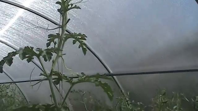 Формирование растения арбуза в теплице // Секреты хороших урожаев.