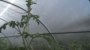 Формирование растения арбуза в теплице // Секреты хороших урожаев.