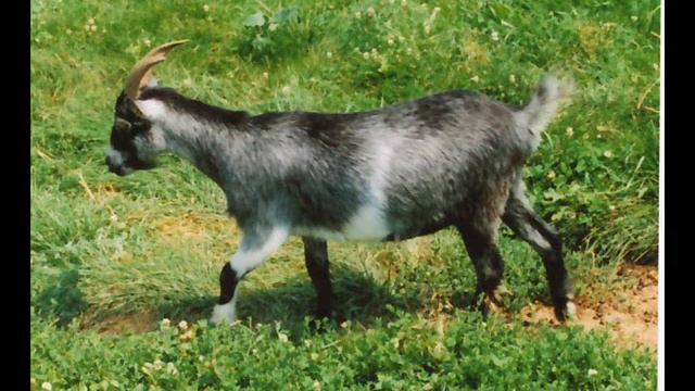 Counting the Goats or Cyfri'r Geifr - A Welsh Folk Song смотреть онлайн