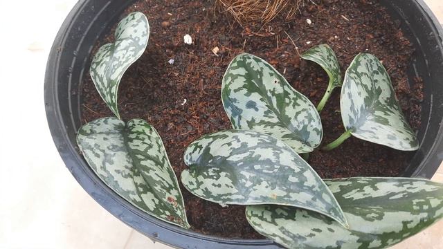 Bueautiful Scindapsus Silver Lady | Indoor Plant | #gardening #plants #gardeningtips